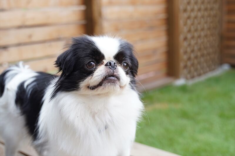 小型犬