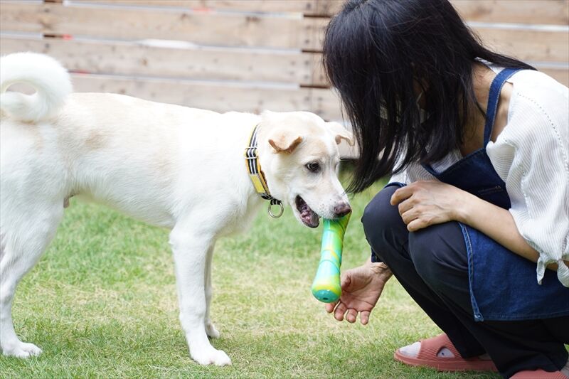 中型犬