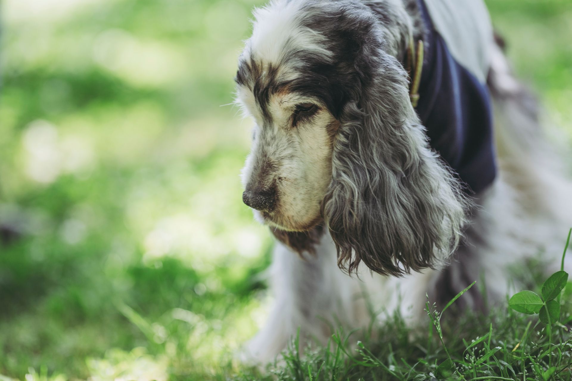老犬介護